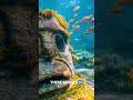 Millions of Years Buried Underwater #oceanmystery #ancienttruth #shorts