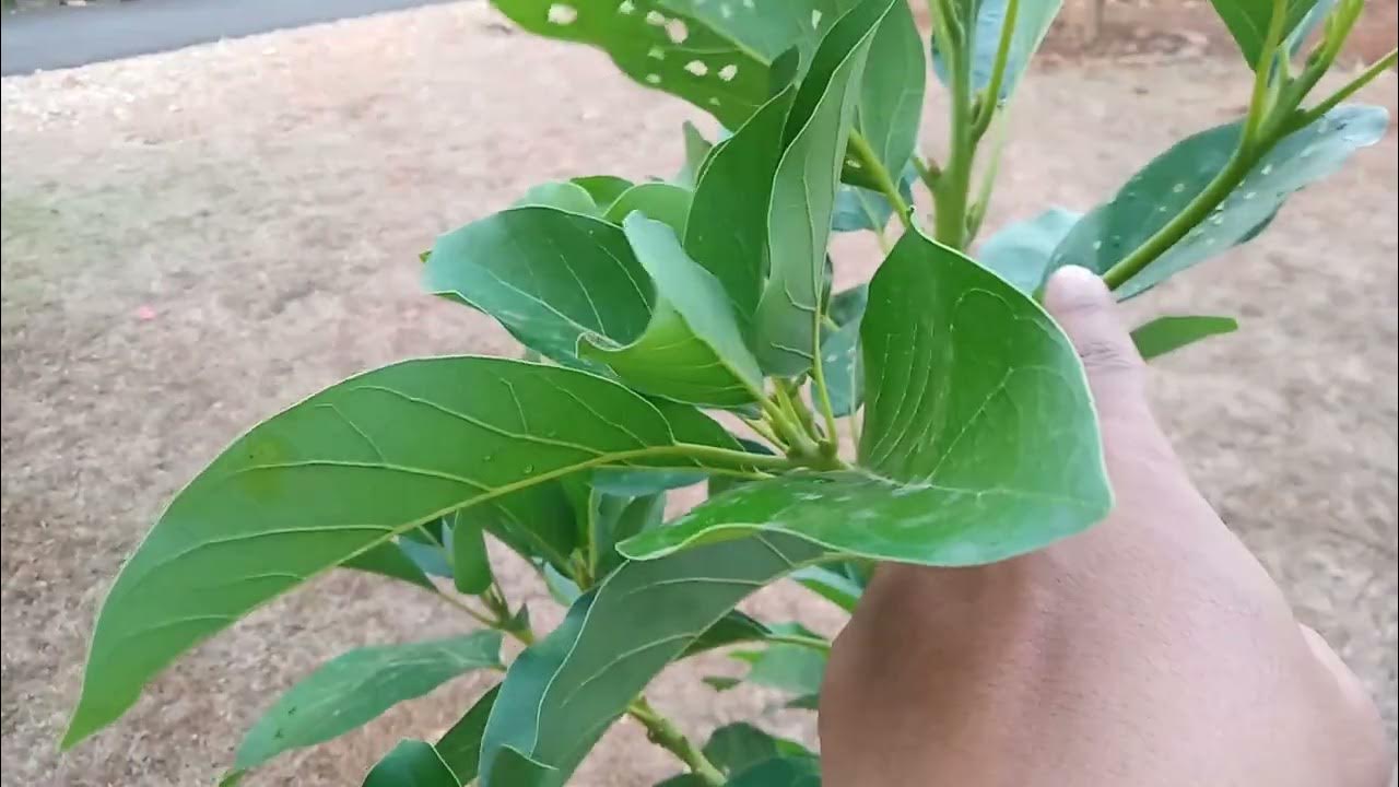 Tunas Apikal dan Lateral YouTube