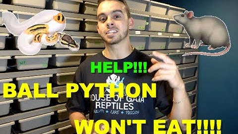 Ball Python Won’t Eat! Tips and Tricks to Fix The Issue