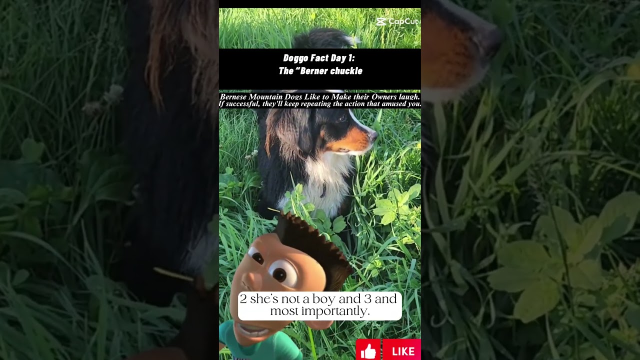 Blaze The Beautiful Bernese Mountain Dog!  