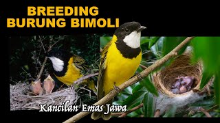 BELUM ADA YANG BREEDING, SI UJANG NEK4T TERNAK BURUNG BIMOLI, KANCILAN EMAS JAWA YANG TER4NCAM PUN4H