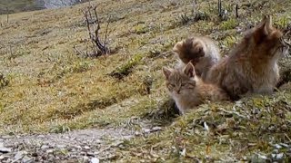 The first Chinese mountain cats captured on camera