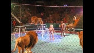 when circus animals attack compilation