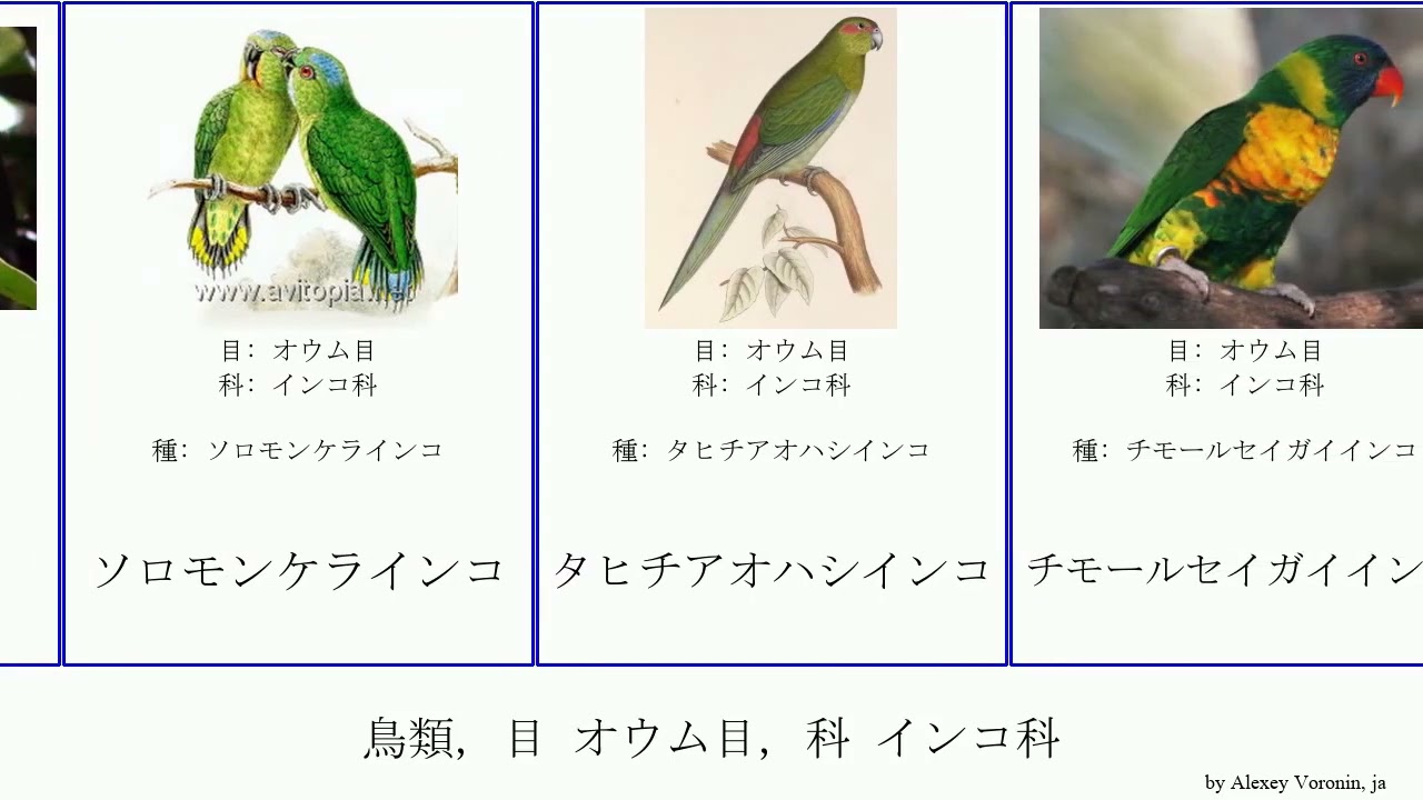 鳥類 目 オウム目 科 インコ科 Birds ヒインコ ビアクセイガイインコ アカオキスジインコ ズグロサメクサインコ キガタキンショウジョウインコ アオハシインコ ヒガシラインコ ヨウム属 Youtube