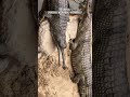 Gharial: Crocodile With a Built-In Snorkel! #gharial #crocodile #animals #nature #strange #facts