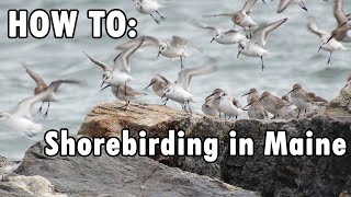 How To Shorebird in Maine