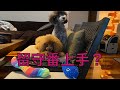 【留守番】 甘える事に感情控えめなトロを見てるとトロと1番遊んであげたくなる。。。 Emmaは甘え上手‼️ #トイプードル生活#宇野昌磨#宇野樹#Uno1ワンチャンネル#アスリートと愛犬