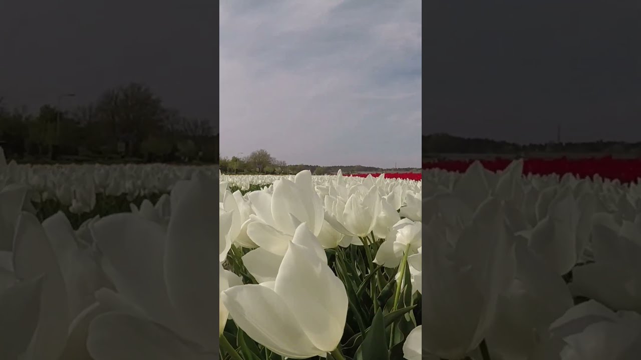 🌷 A Two-Wheeled Journey Through the Rainbow: Exploring the Dutch Tulip Fields by Bike 🇳🇱