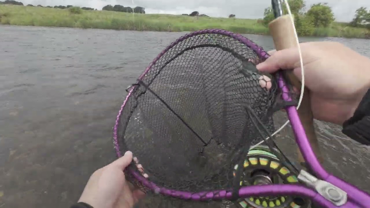 Fly Fishing the river Clyde for beautiful big BROWNS 4K