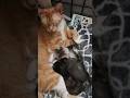 May 16th 2026 Cutie and Her Kittens Day 22