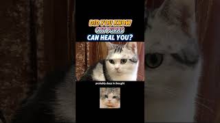 Did You Know Cat Purrs Can Heal You? 🩺🐾 #catfacts #pethealth #felinebehavior #cat