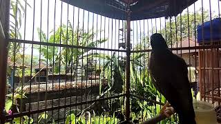 MASTERAN JALAK 4 IN 1 UNTUK JALAK NIAS PAUD BIAR CEPAT GACOR