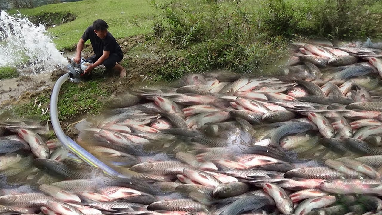 Unique Fishing Exciting: Catch Many Fish At Wild Lake Use A Large Water ...
