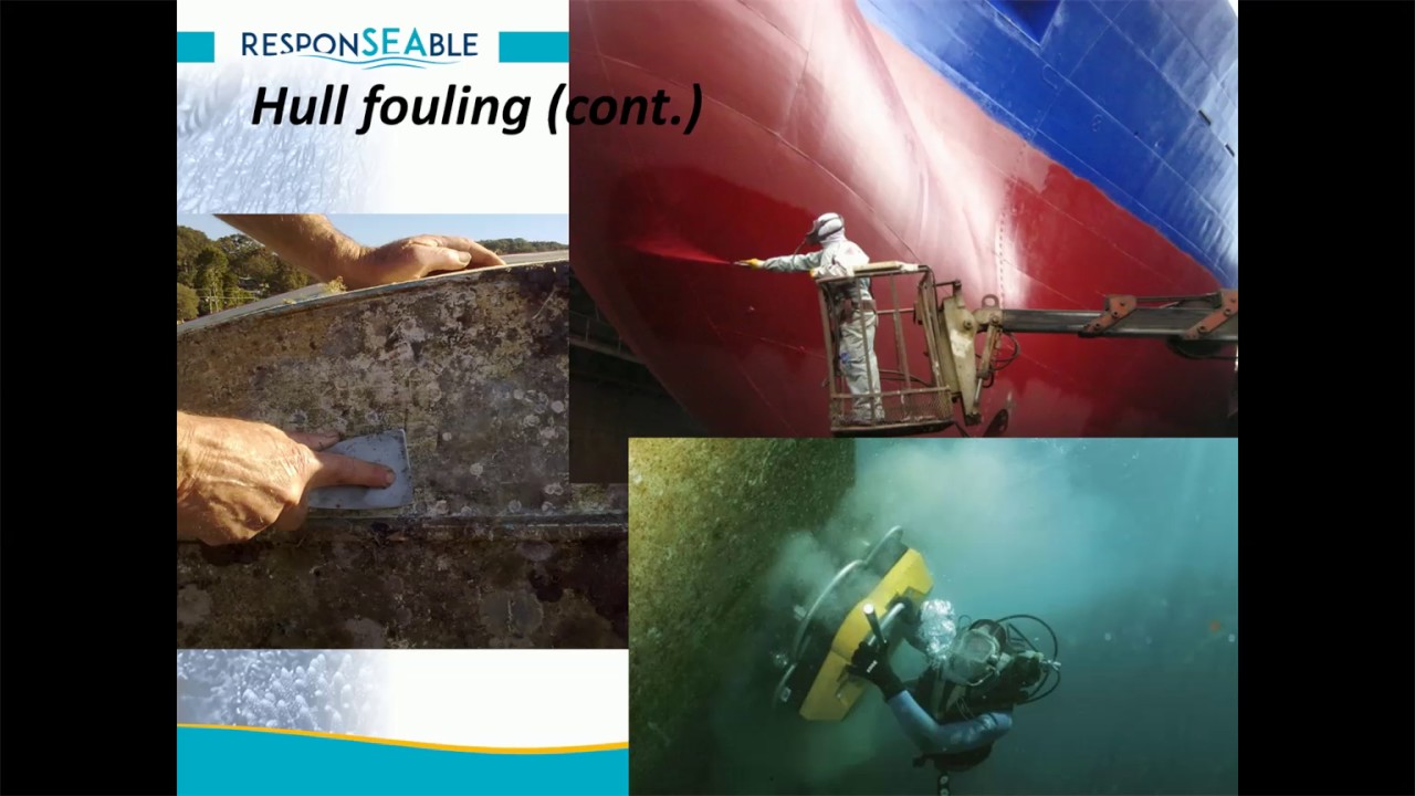 Ballast water and invasive species YouTube