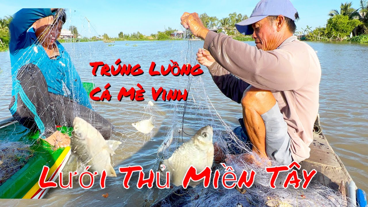 Giăng Lưới Dọc Theo Ngã Ba Sông Vàm Dưng Trúng Luồng Cá Mè Vinh Khổng Lồ (săn bắt miền Tây 19)