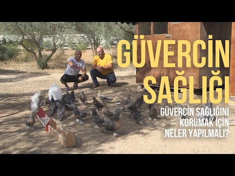 Video: Güvercinler Nasıl Yetiştirilir