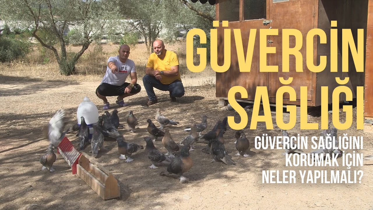 Güvercinleriniz HASTALANMASIN! (Güvercin Sağlığı - Güvercin Sağlığı Nasıl Korunur?) -Kuşçu #güvercin