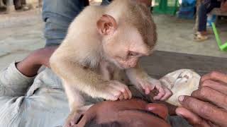 Baby Monkey Zueii Really Love Grooming Uncle Beard