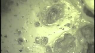 SCGS - 20151221 Malcolm Abutment 1 Pile #24 Video