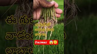 ఈ గుల్ కల్ వాడండి మీ పంటకు మంచి రిజల్ట్#farmer #food #shortvideo