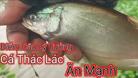Điểm Câu Lý Tưởng  Cá Rô & Thác Lác. Chúng Con Nước Cá Ăn Mạnh.@tvchimcacanhfishing