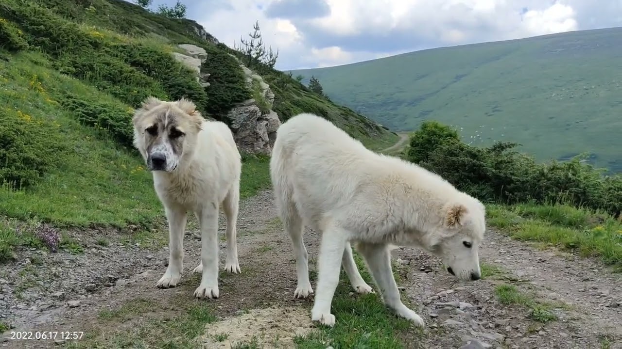 Беклемето, България // Troyan Pass, Beklemeto, Bulgaria 🇧🇬