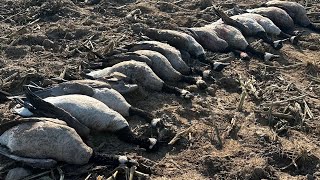 Goose Season is finally HERE!