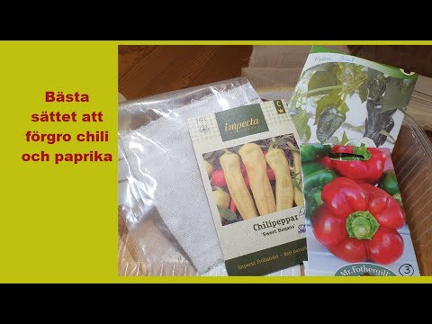 Video: De bästa sorterna av paprika frön
