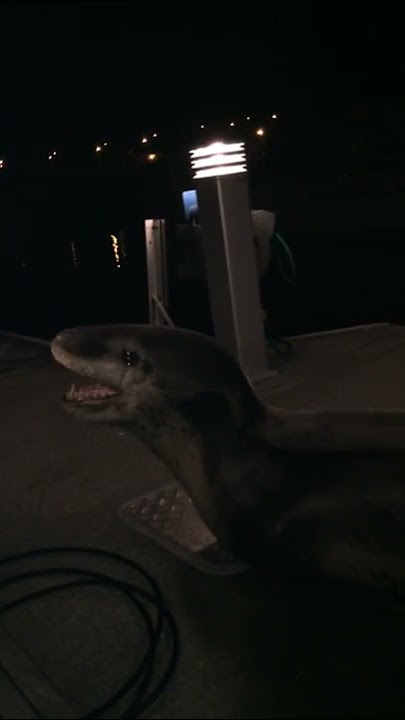 Leopard Seal encounter