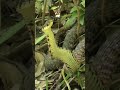ブチ切れのヤマカガシに遭遇!!