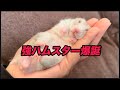 10匹育てた飼い主も絶句。お迎え1ヶ月で「伝説の強ハム」と化した新人じょん