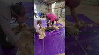 Shearing day today, Zara is the model with Colin Ottery and Sam from alpaca2shear doing the work
