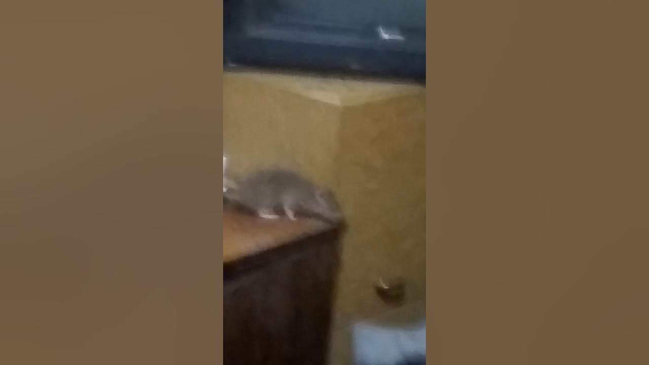 крыса ворует