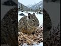 Meet the Mountain Pika #wildlife #animals #documentary #bbcearth#viral #nature #wildlifedocumentary