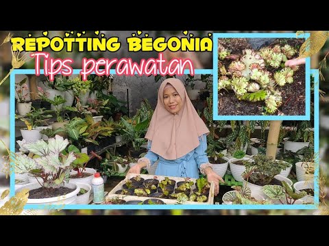 Video: Panduan Pemindahan Begonia – Bagaimana dan Bila Untuk Repot Begonia