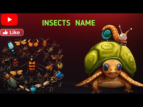 Spell Insects Name of Insects | Insects name in english | Insects name with spelling ...