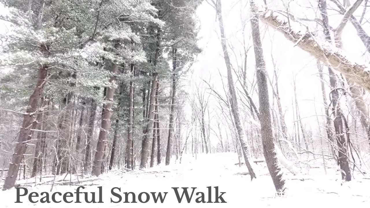 Winter Walk at UW–Madison Arboretum ❄️ | Peaceful Snowy Walk (No Talking)