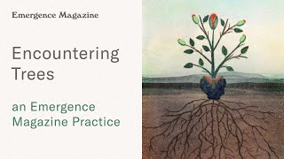 Encountering Trees - Practice | Emergence Magazine Podcast