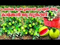 പേര ചട്ടിയിൽ നിറയെ കായ്ക്കാൻ/Guava air layering in Malayalam/Perakka krishi/Air Layering in Guava