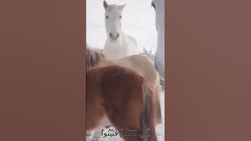 سورة الأنفال و؛؛كا،،نك تسمعها لأ..و،،ل مر.ة💙،💓،،💮..💛🌺🌷؛🌸بصوت الشيخ حمزة مد،بوح💖،🏵️؛؛💕❣️🌼؛،💐💝