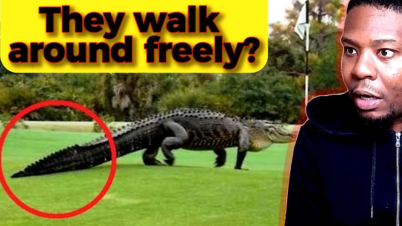 FOREIGNER Reacts to The Most Dangerous Animals in Each U.S. State