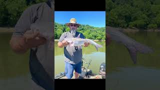 The dreaded catfish spawn!