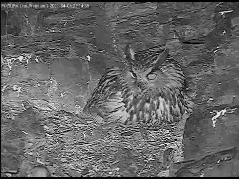 Eifel Mouse Visits Lotte April 2021 live cam preview