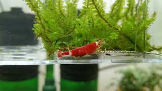 Berried Super Crystal Red Caridina Shrimp