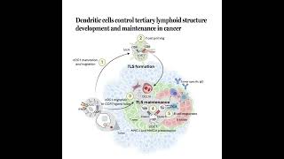 1468-Dendritic Cells as Orchestrators of Cancer TLS