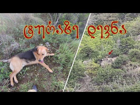 ჩვენი მაქსის დევნა ტურაზე (ვრცელი ვიდეო)