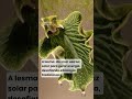 Embora pareça apenas um pequeno animal, ela desafia a lógica biológica de uma maneira impressionante
