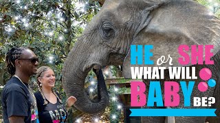 IM PREGNANT! Safari Gender Reveal with Elephant!