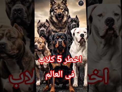 شرس 5 كلاب في العالم أخطر أنواع الكلاب الهجومية والحراسة  معلومات  