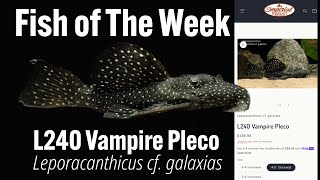 L240 Vampire Pleco (Leporacanthicus cf. galaxias)